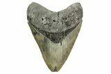 Serrated, Fossil Megalodon Tooth - North Carolina #372378-1
